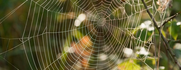 What Do Dreams of Spiders Mean? Unpacking Their Mysteries